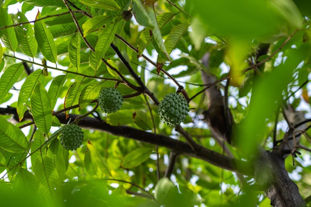 15 Health Benefits of Soursop Leaves