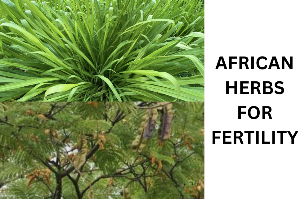 African Herbs for Fertility