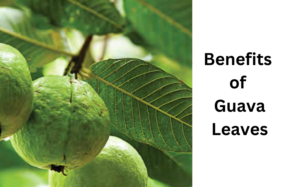 Benefits of Guava Leaves