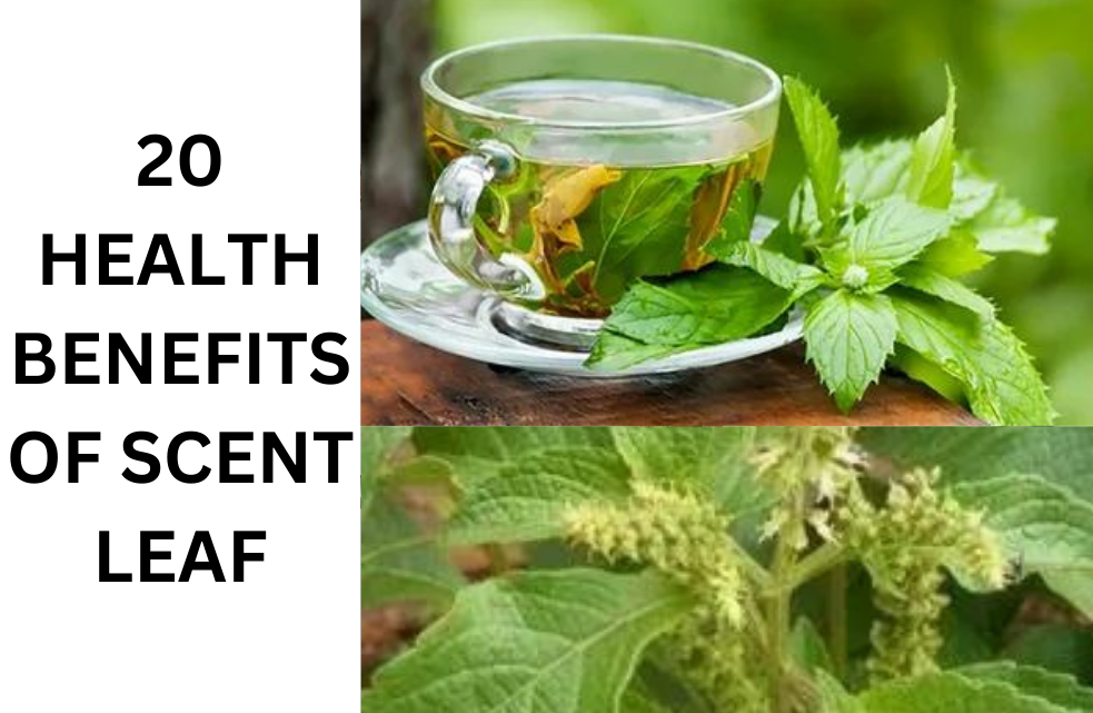 Benefits of Scent Leaf