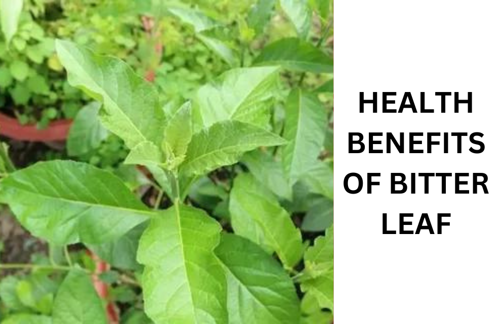 health benefits of bitter leaf